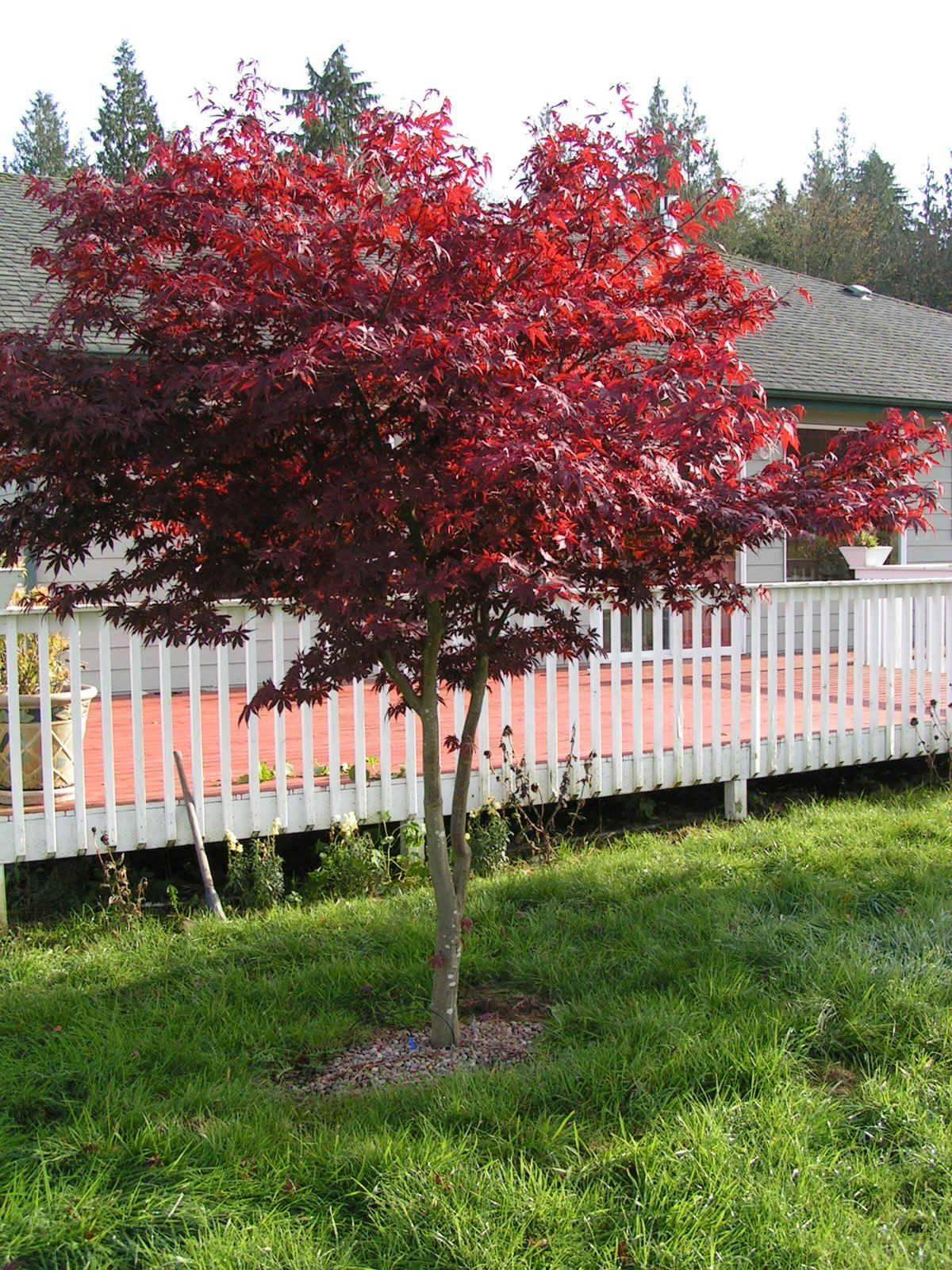 Bloodgood Japanese Maple Front Yard Landscaping Design