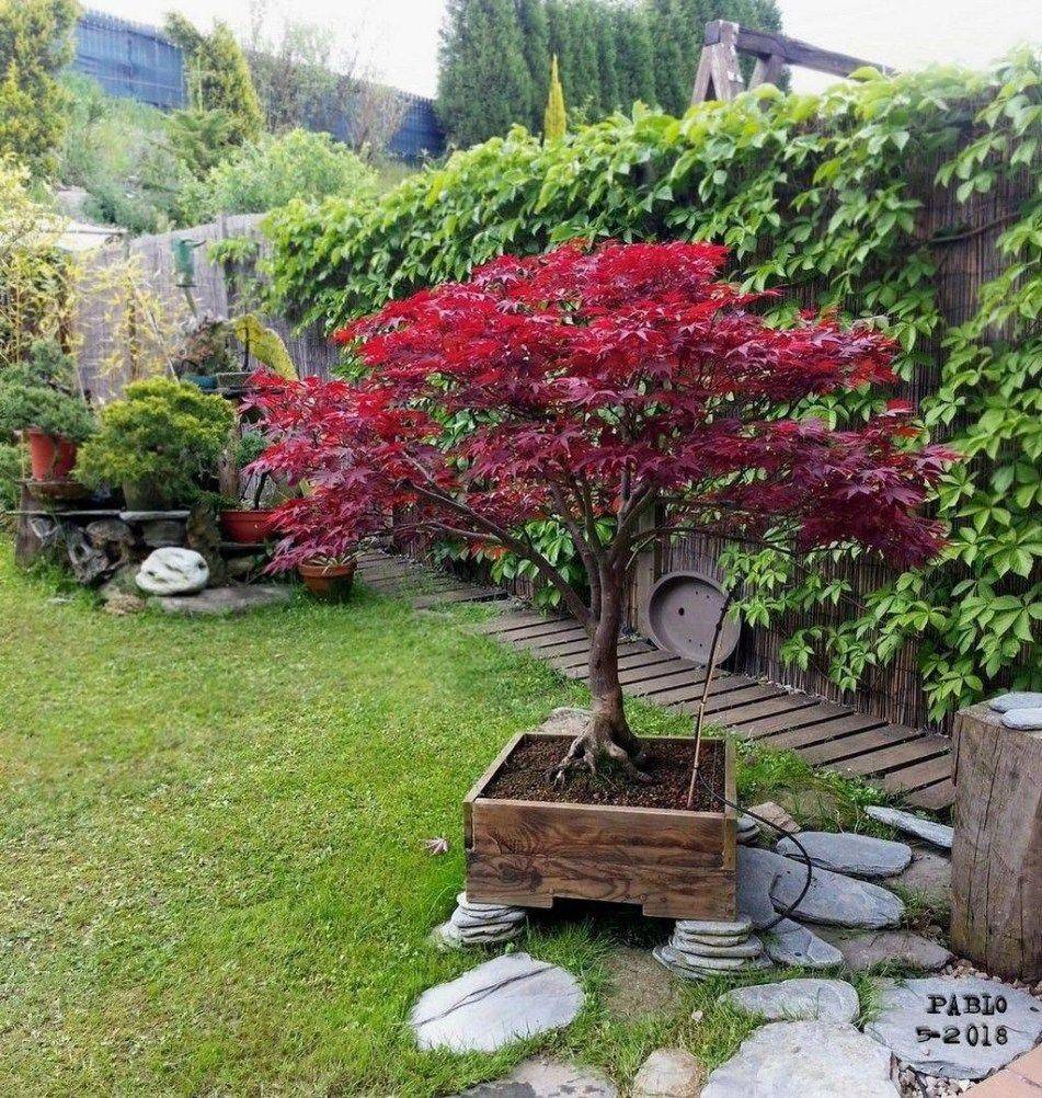 Brighter Lighter Red And Quite Dwarf Japanese Maple Garden