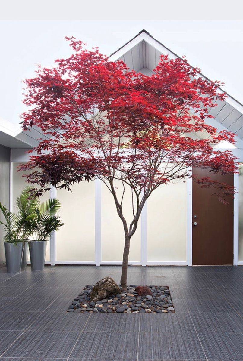 Red Dragon Japanese Maple Acer Palmatum