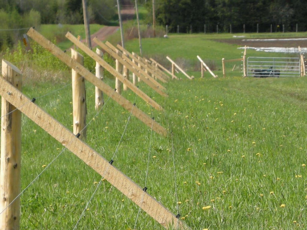 Top Deer Proof Fence Ideas