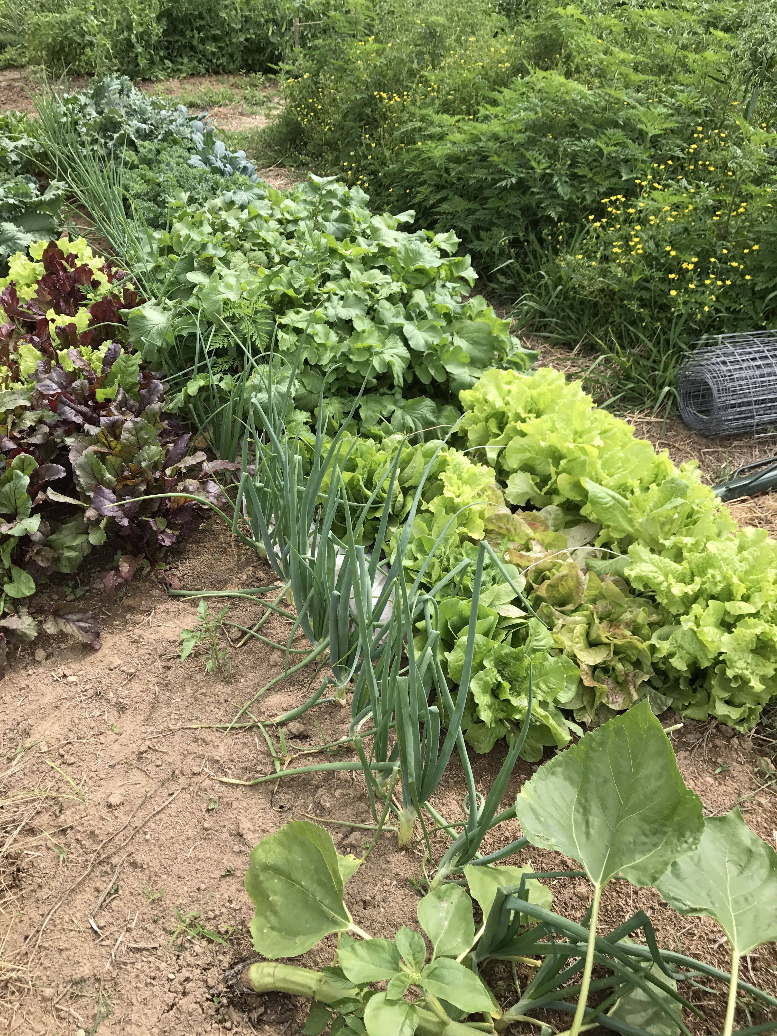 Gorgeous Conservatory Greenhouse Love Potager Layout