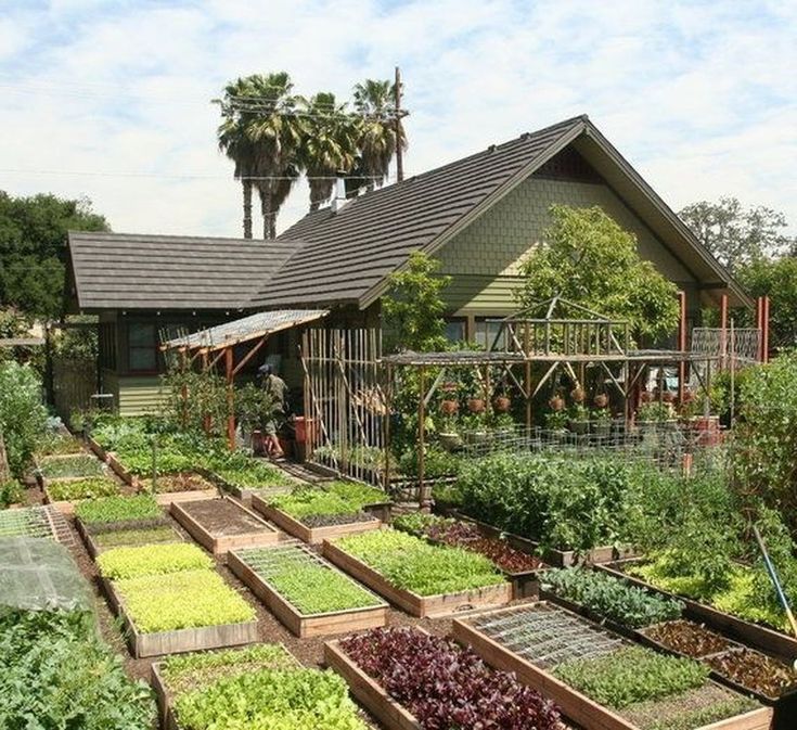 Backyard Vegetable