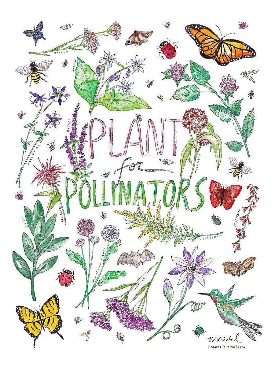 A Pollinator Flower Garden