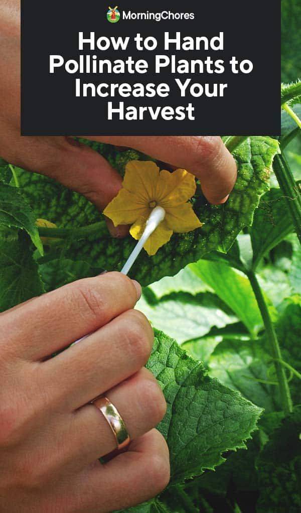 Pollination Bee Activities