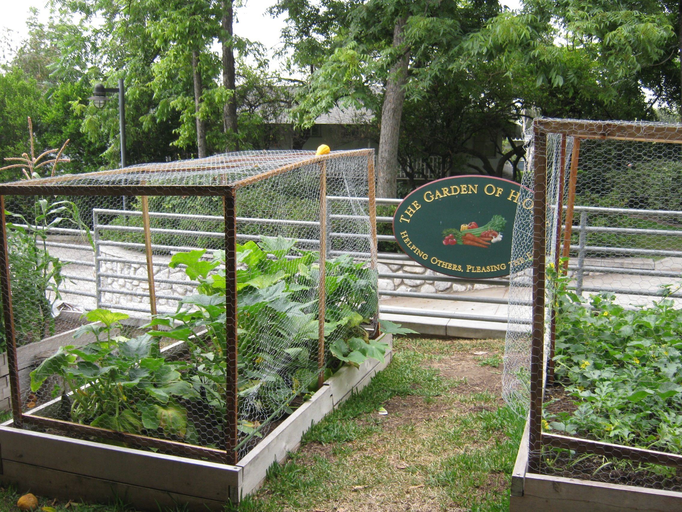 School Garden Pictures