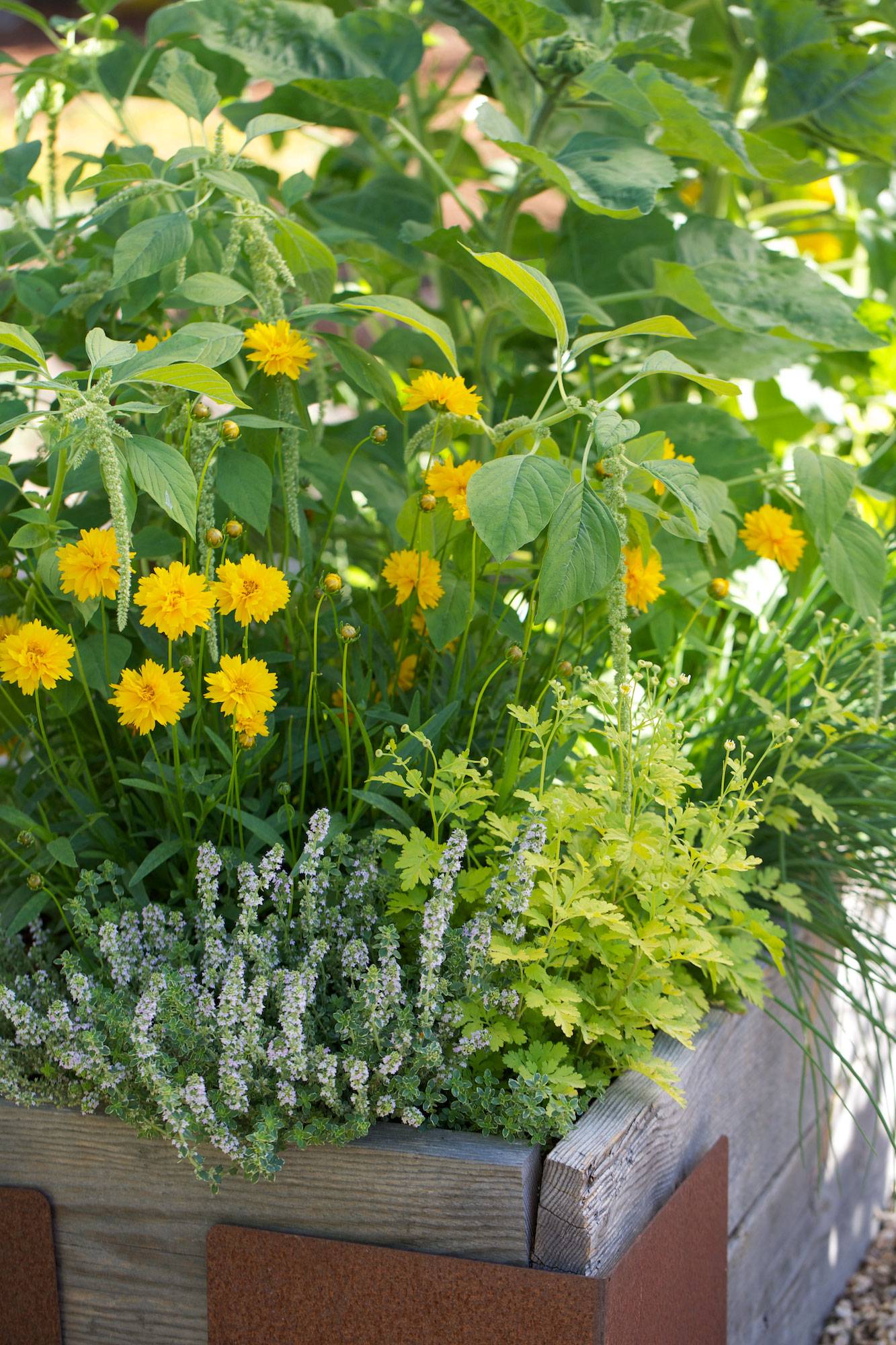 Beauty Full Sun Container Plants