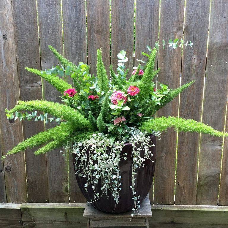 Beauty Full Sun Container Plants