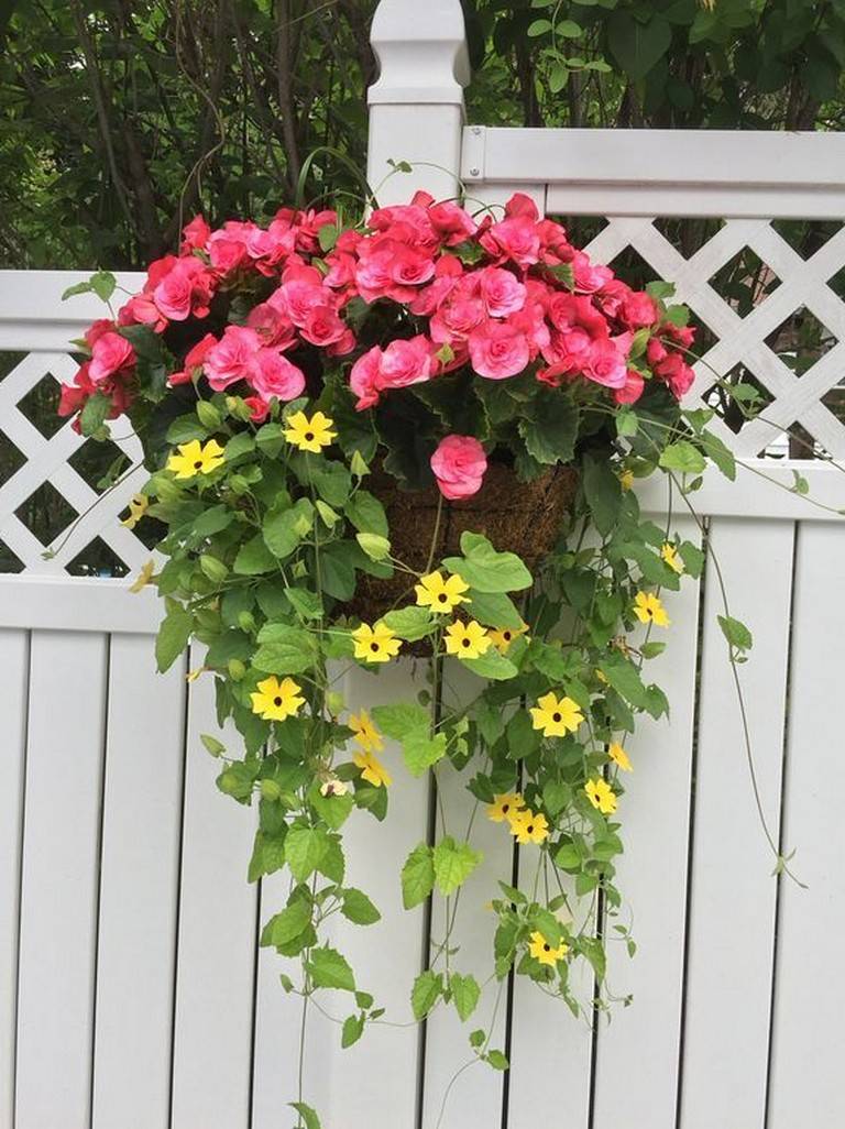 Beauty Full Sun Container Plants