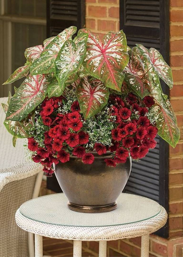 Beauty Full Sun Container Plants