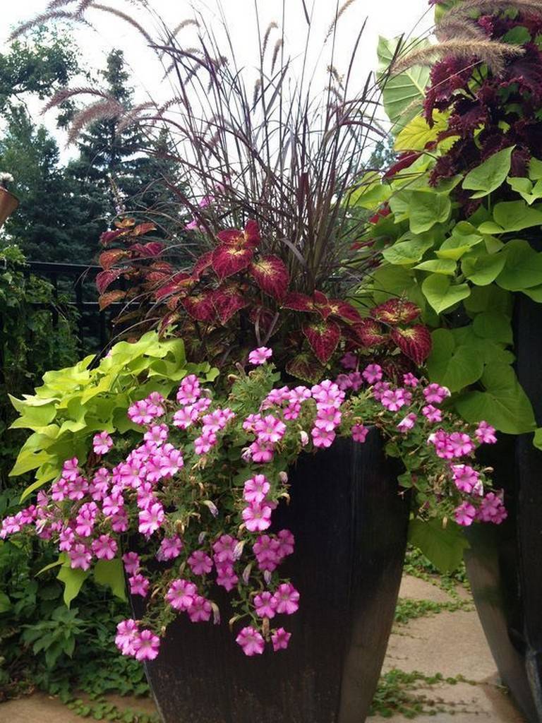 Beauty Full Sun Container Plants