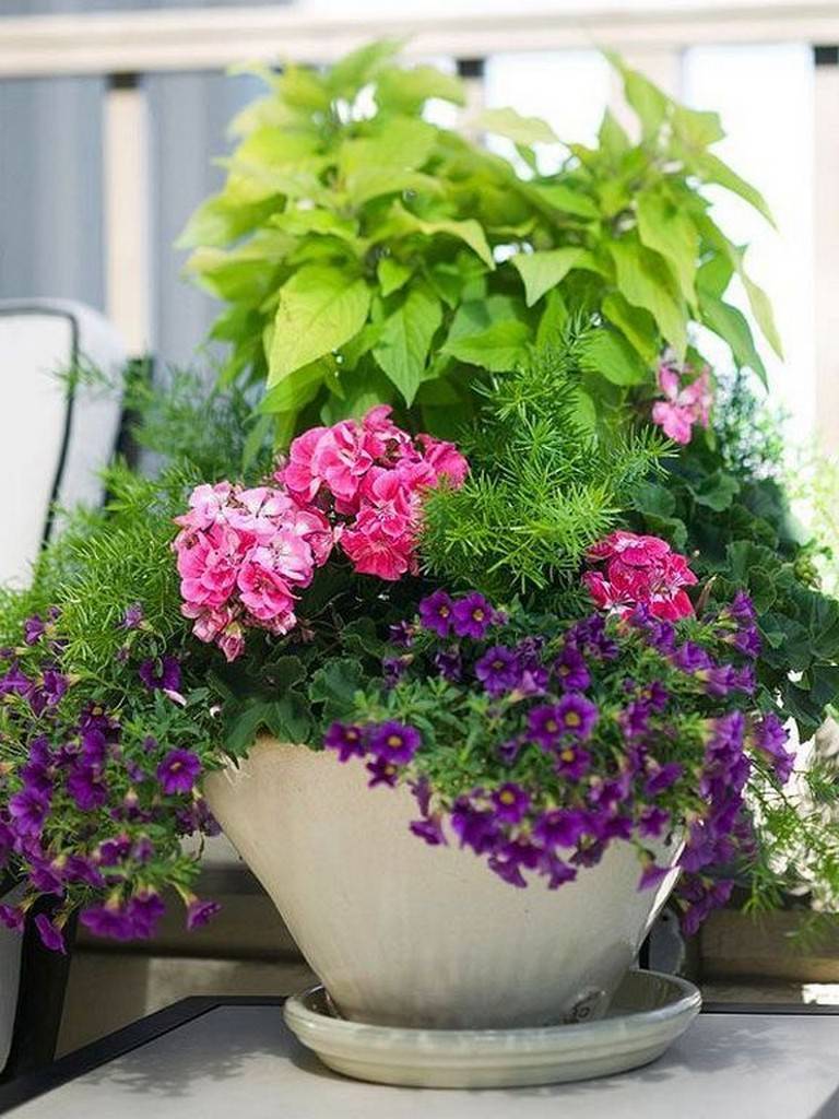 Beauty Full Sun Container Plants