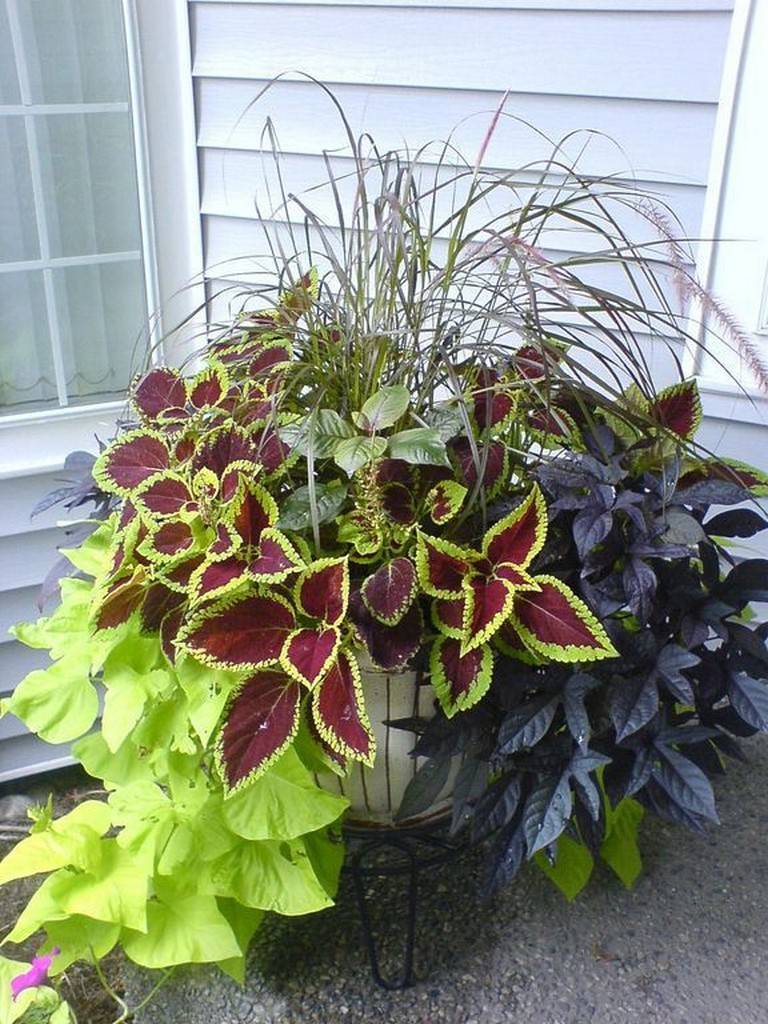 Beautiful Container Gardening Ideas Page