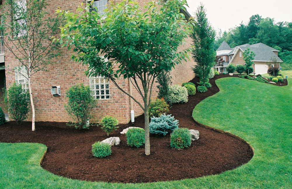 Plantslandscaping Design Garden Ideas