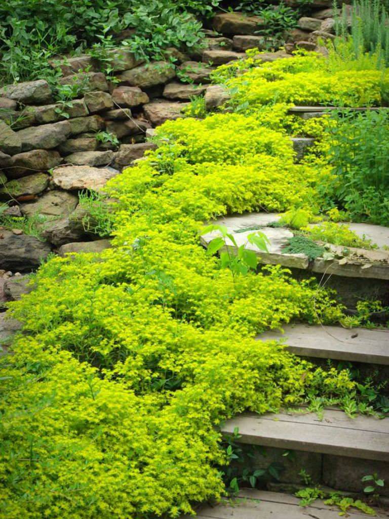 Rock Garden And Backyard Ideas