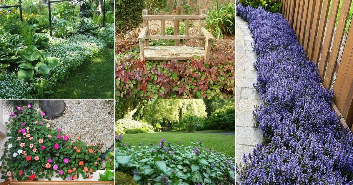 Rock Garden And Backyard Ideas