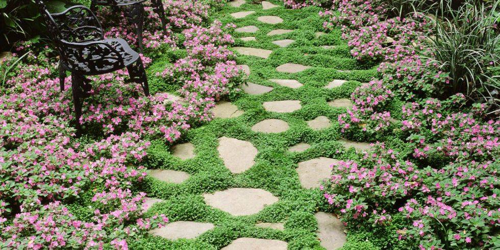 Drought Tolerant Plants Ground Cover