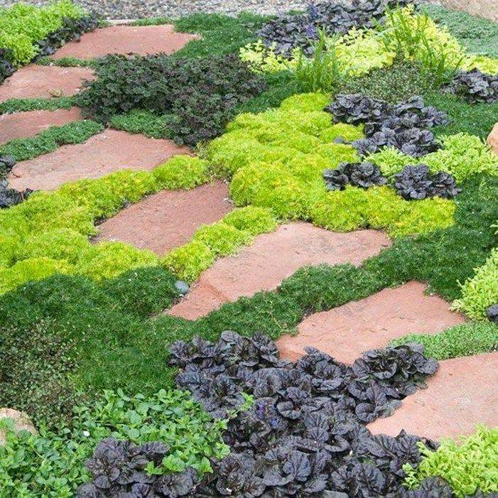 Few Other Ground Covers