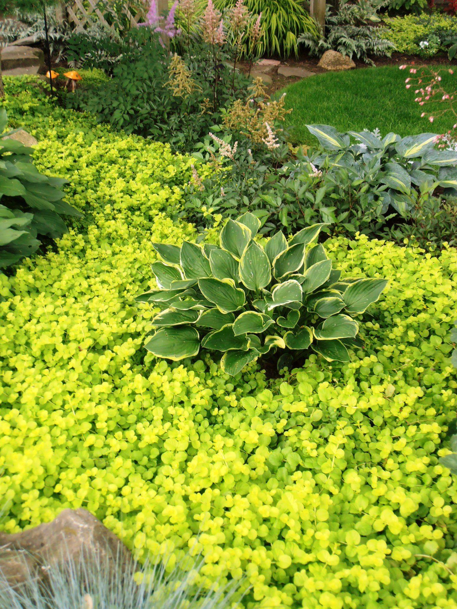 Flowering Ground Cover