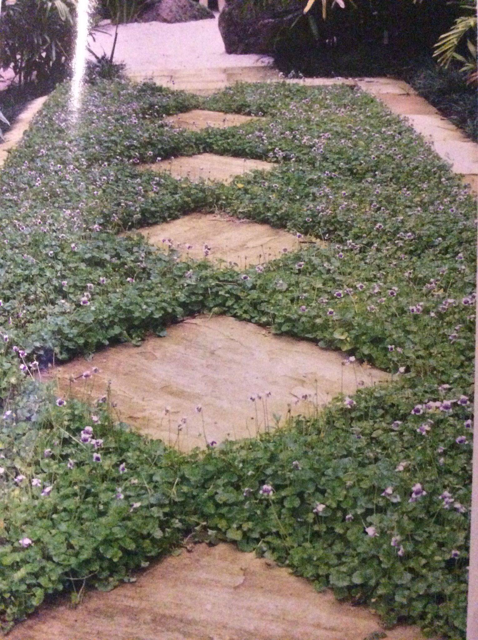 Groundcover Plants