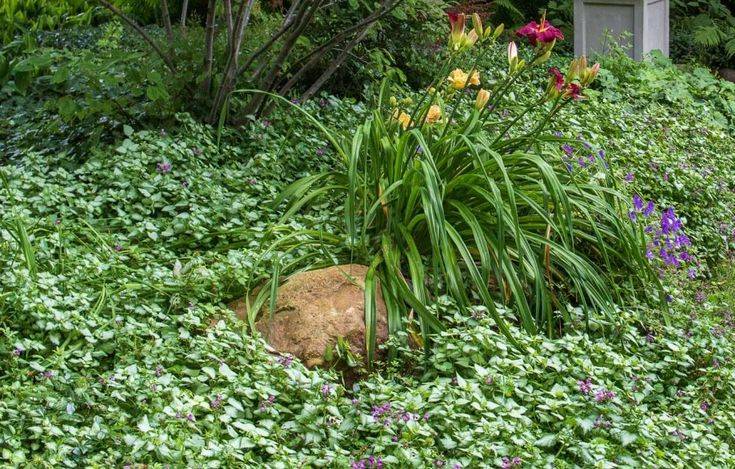 Landscape Ideas