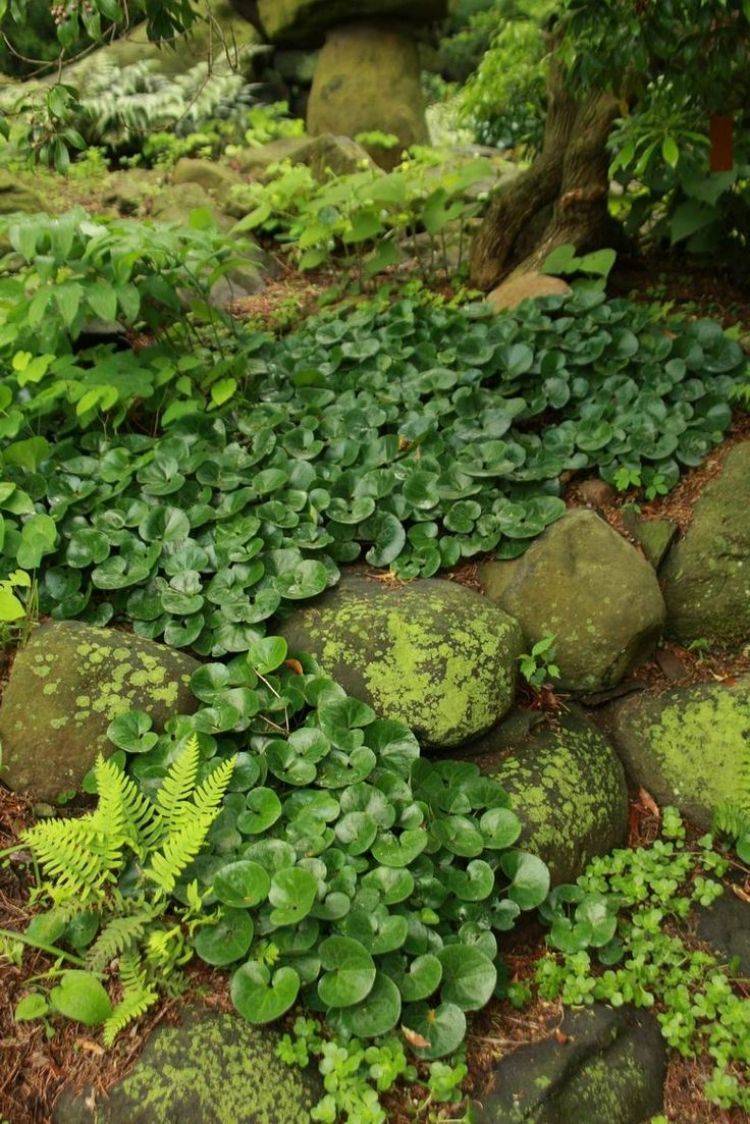 Shade Walkways Plants