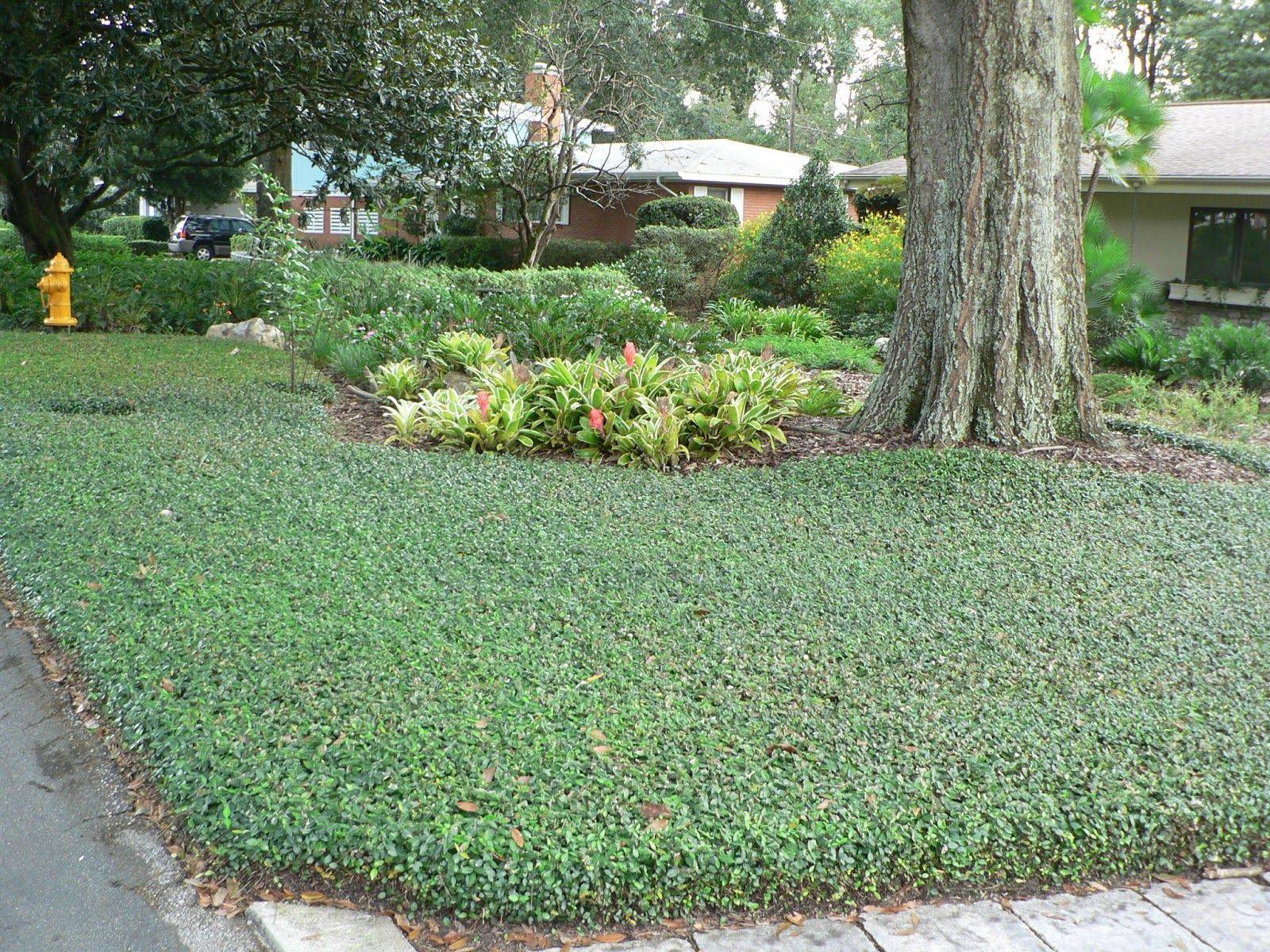 Garden Shrubs