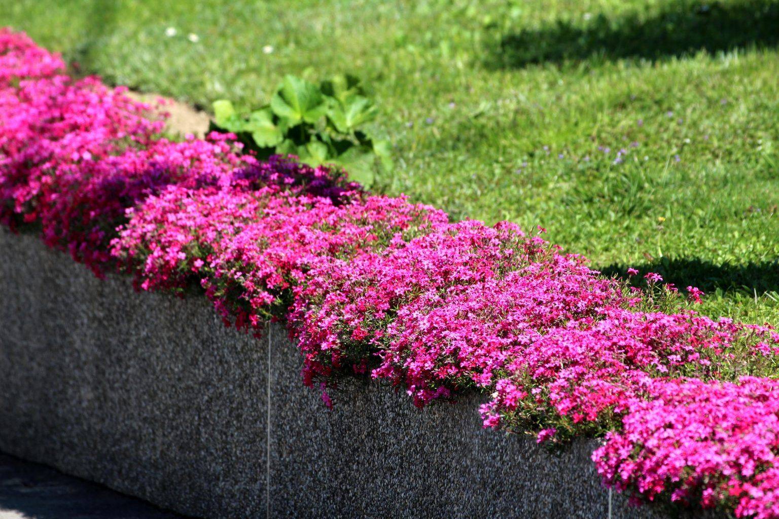 Perennial Ground Cover