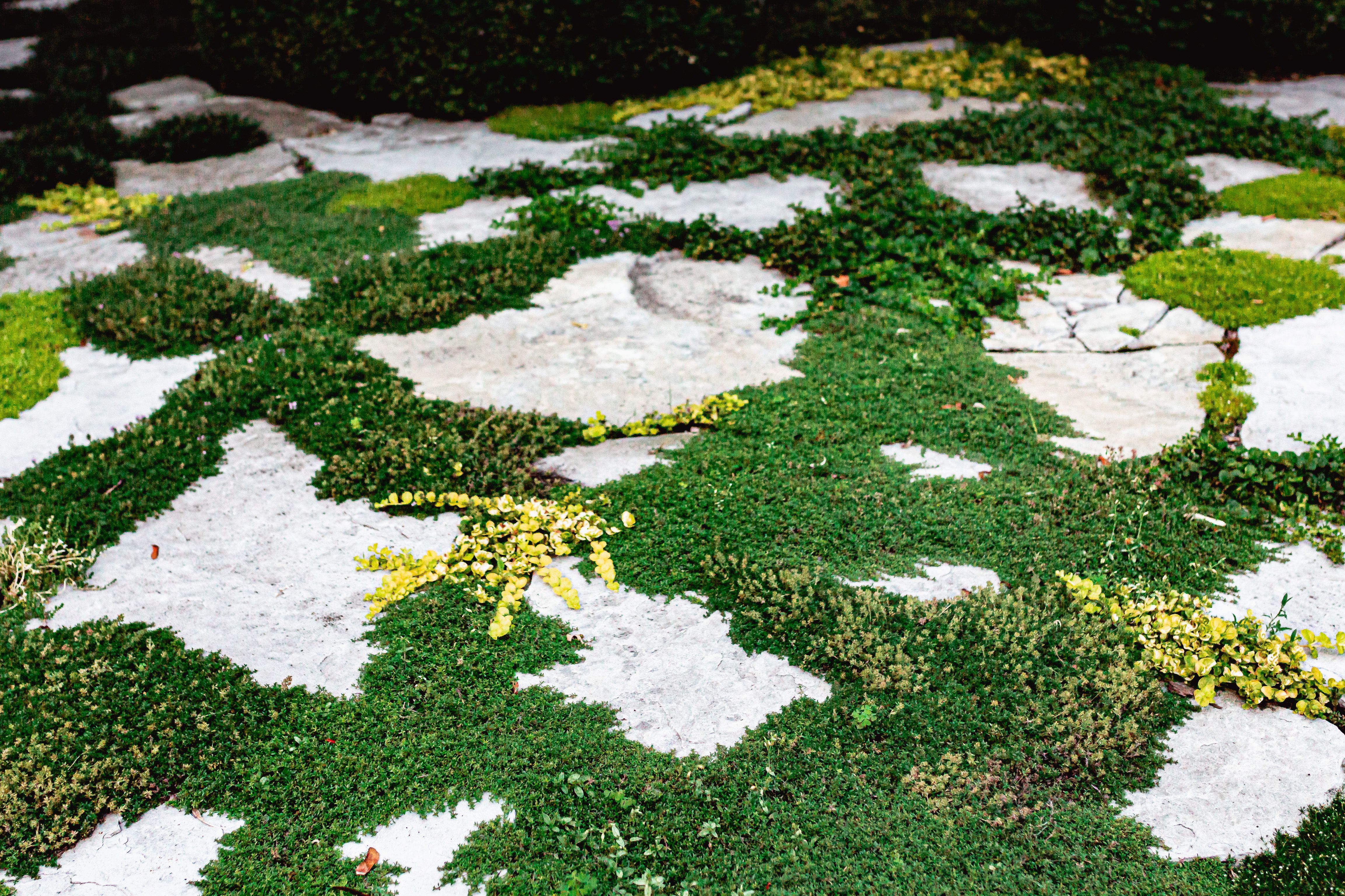 Backyard Ideas