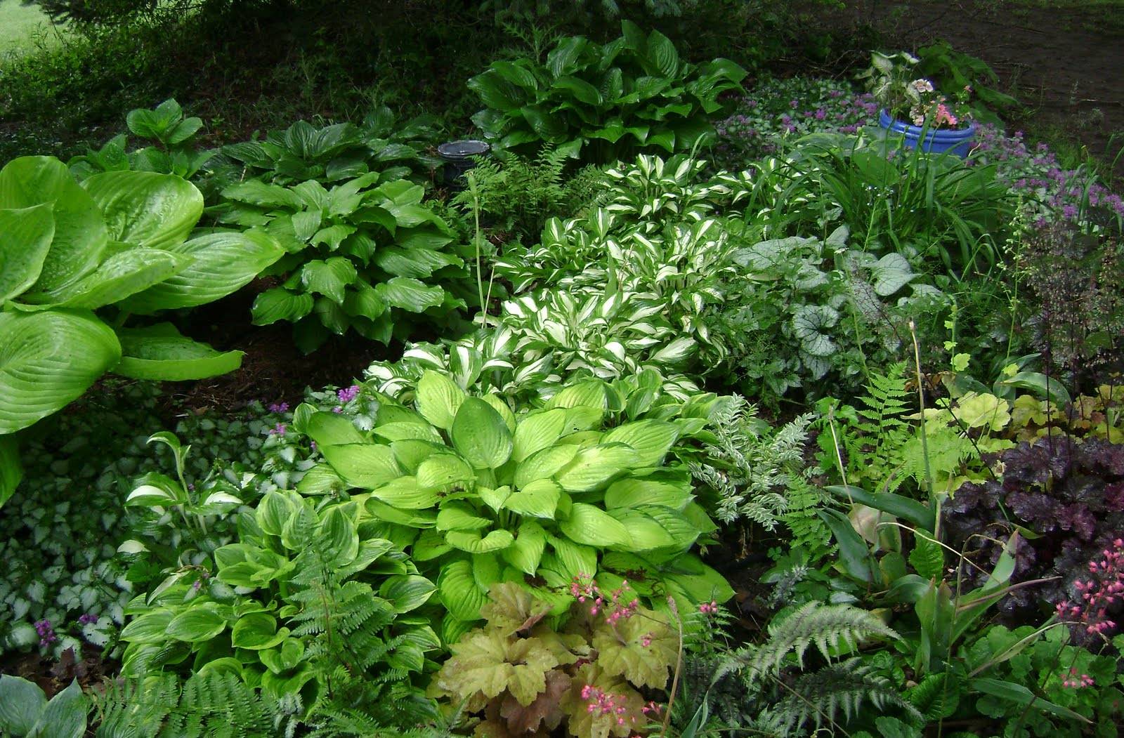 Decoomo Trends Home Decoration Ideas Shade Garden Design Garden