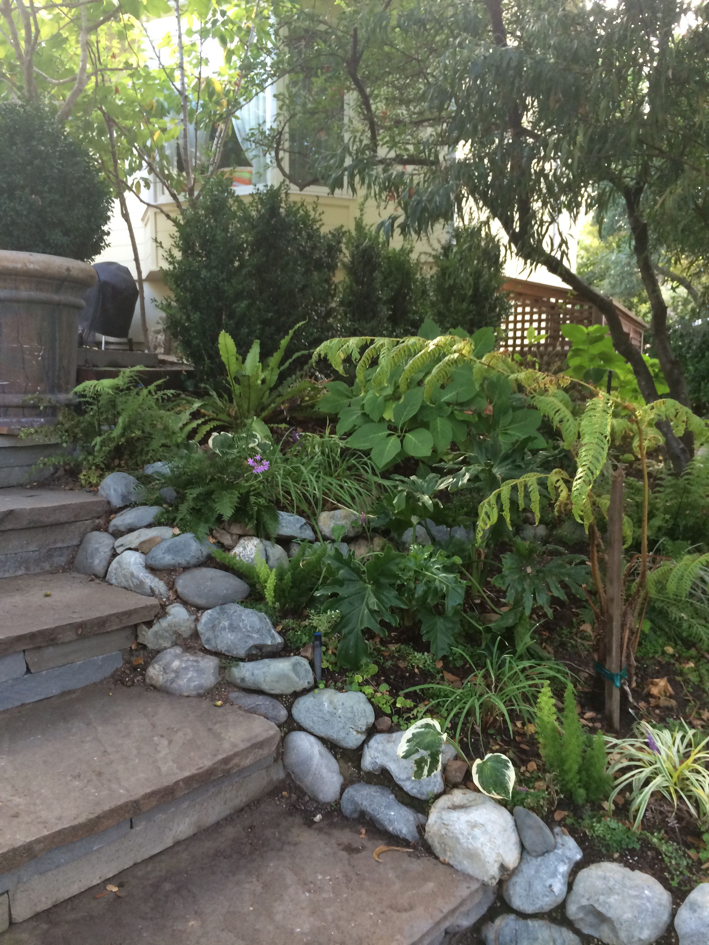 My Shade Garden Front Yard Garden Design