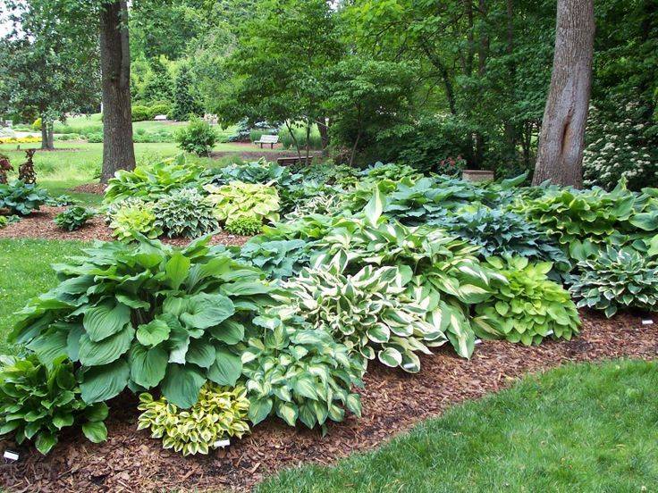 Hosta Garden Layout Ideas