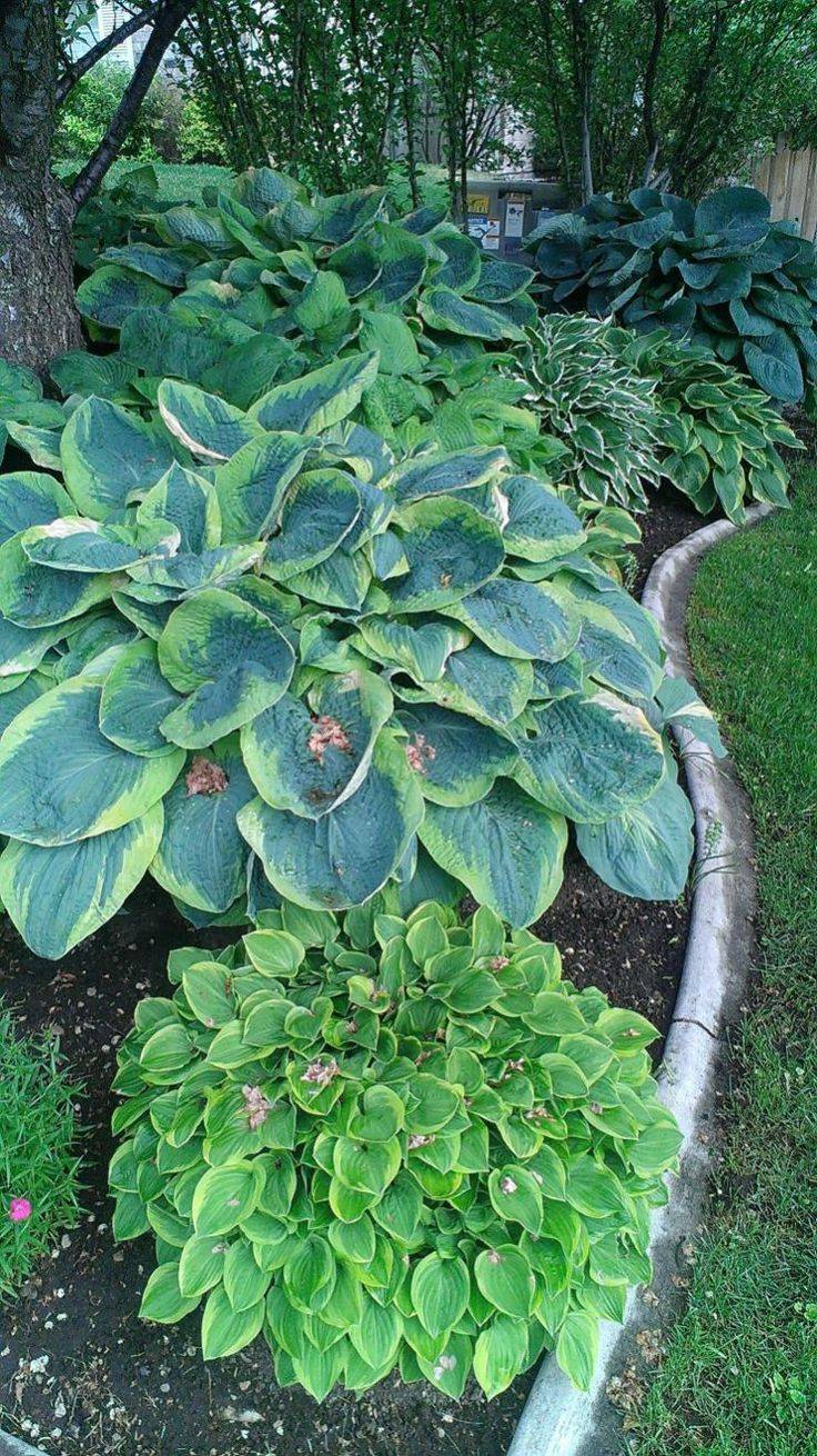 Hosta Garden