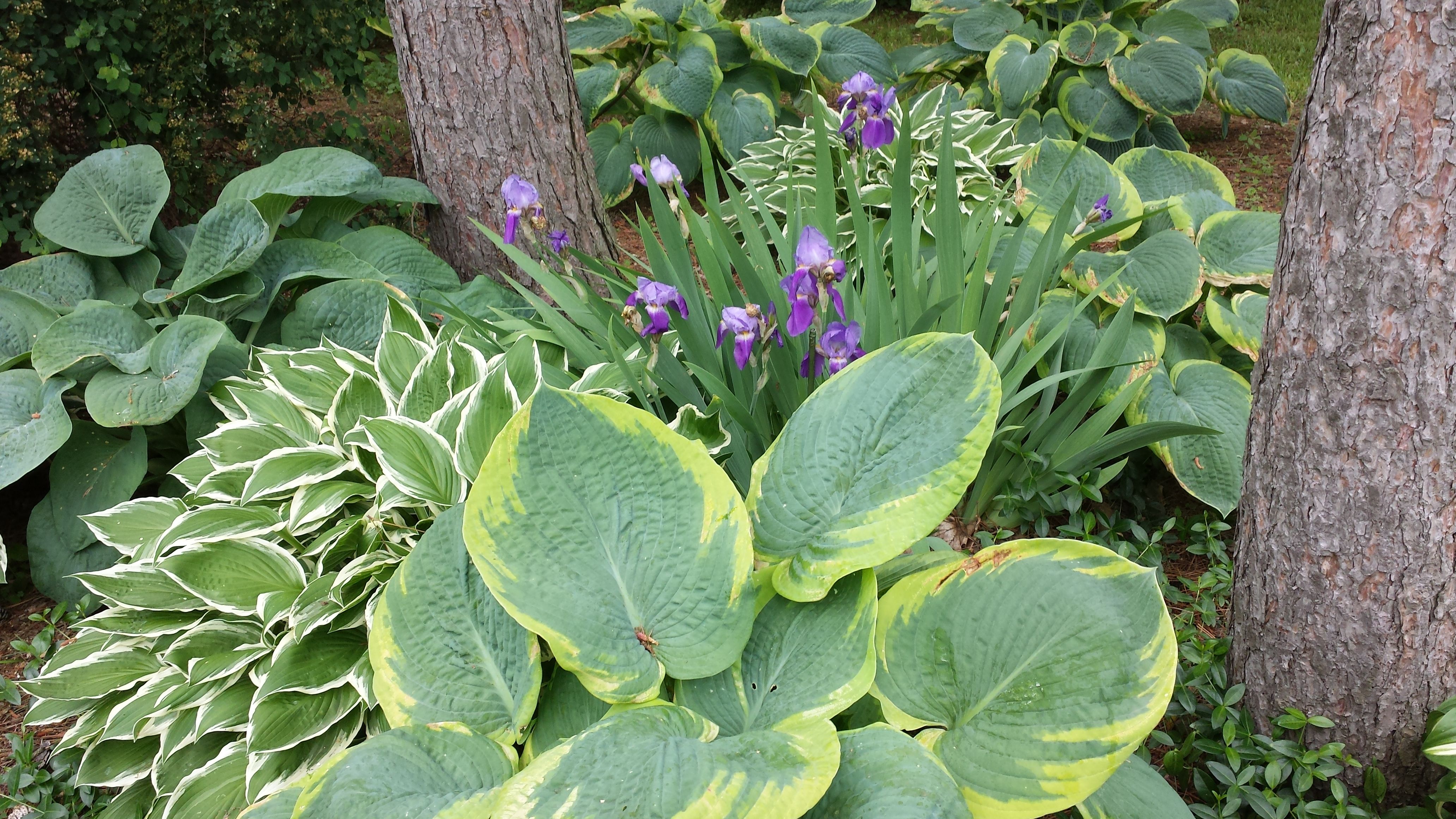 Nh Hostas Front Garden Design