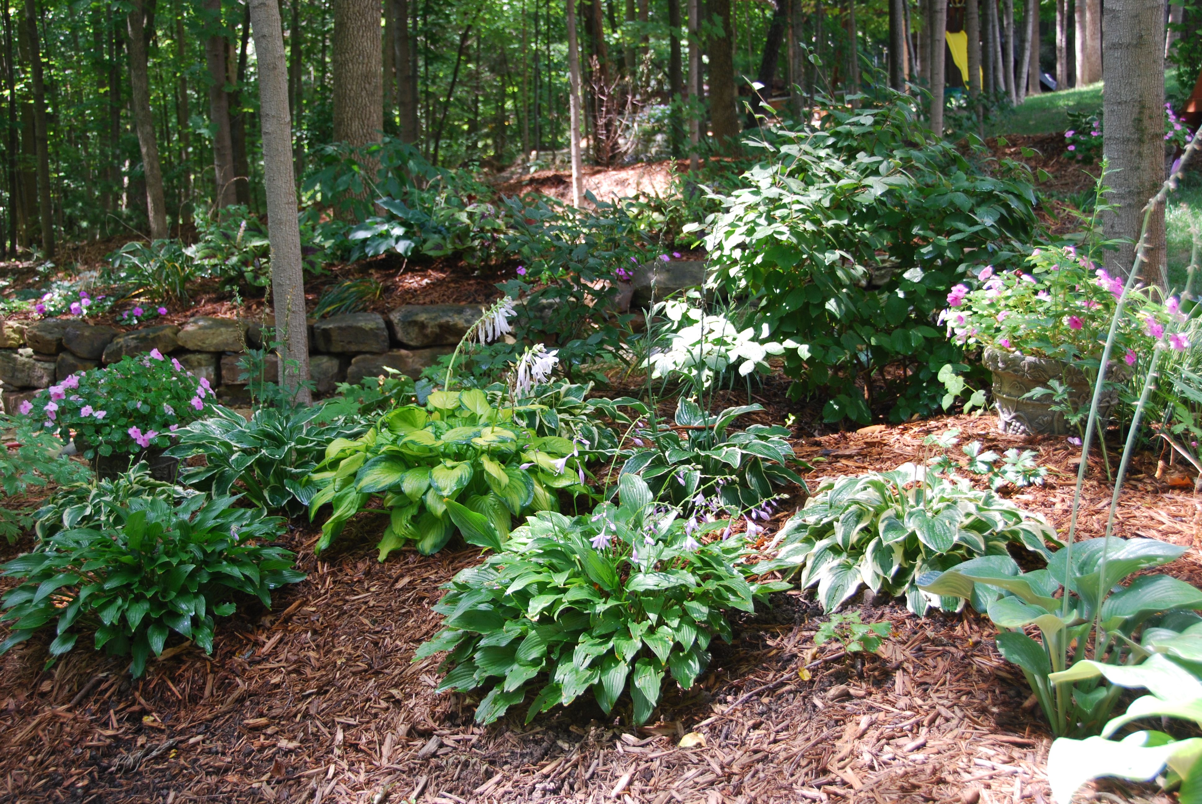 The Hosta Border Outdoorpatios Shade Garden Plants Backyard