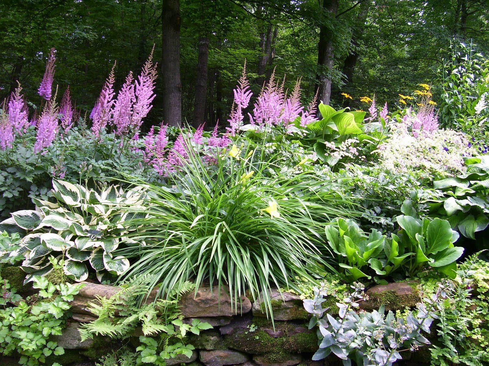 24 Hosta and Fern Garden Ideas To Consider SharonSable