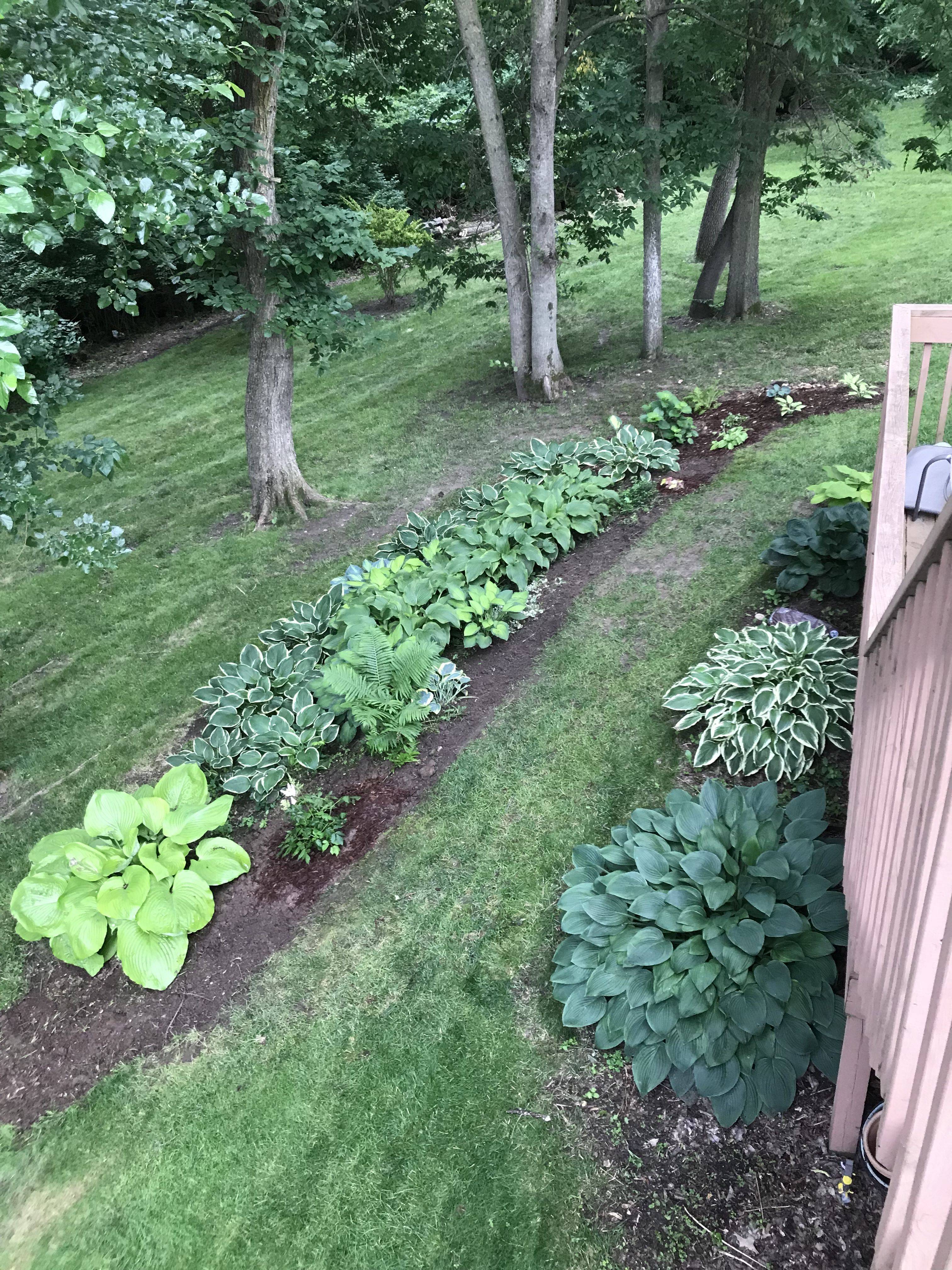 Astilbe Shade Garden