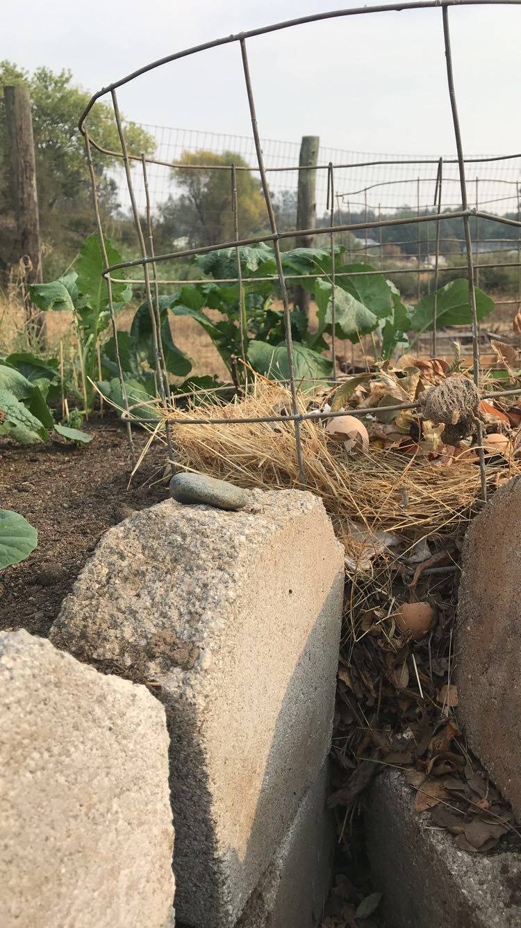 A Backyard Permaculture Powerhouse