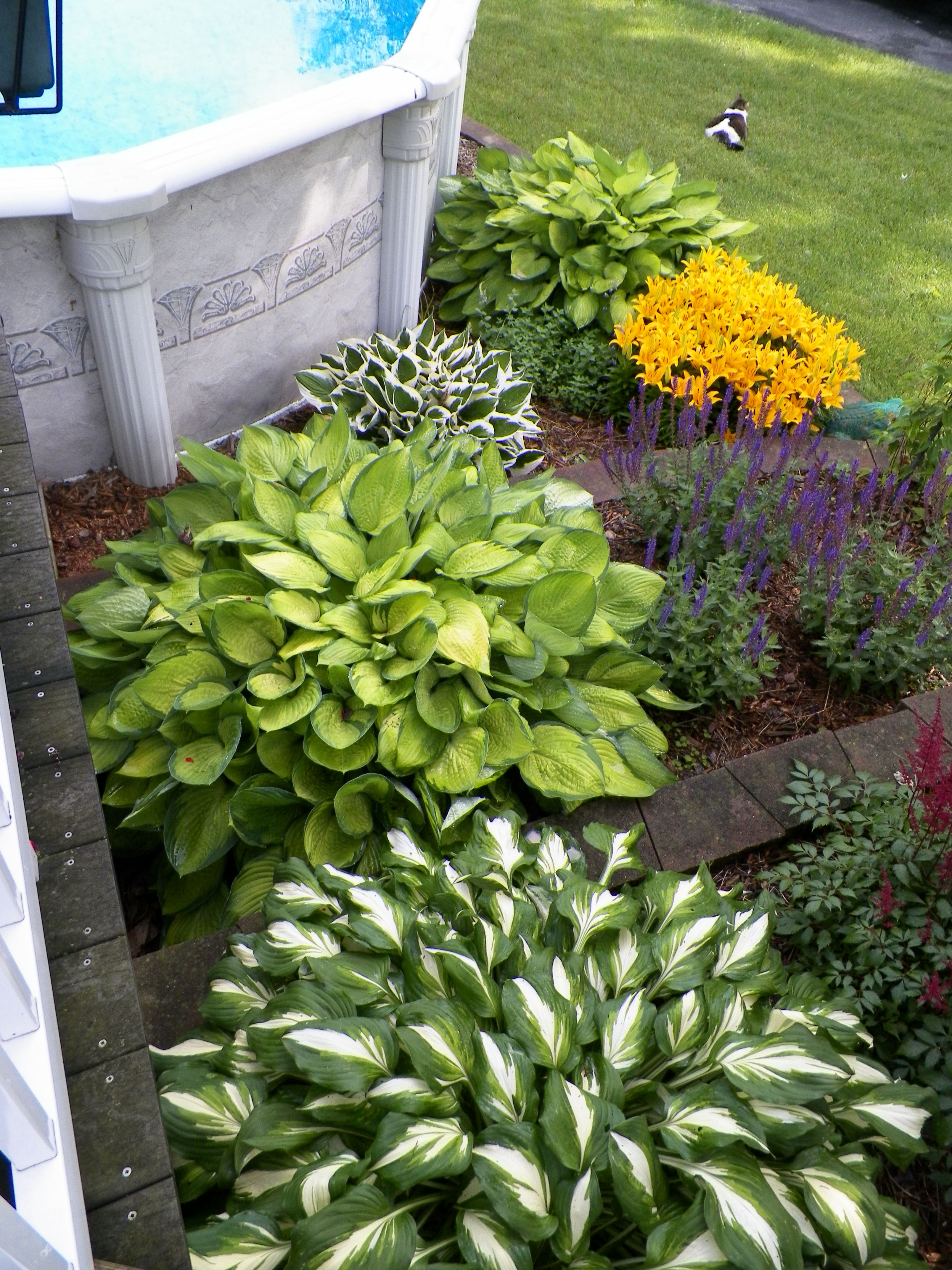 Front Yard Hostas Landscape Design
