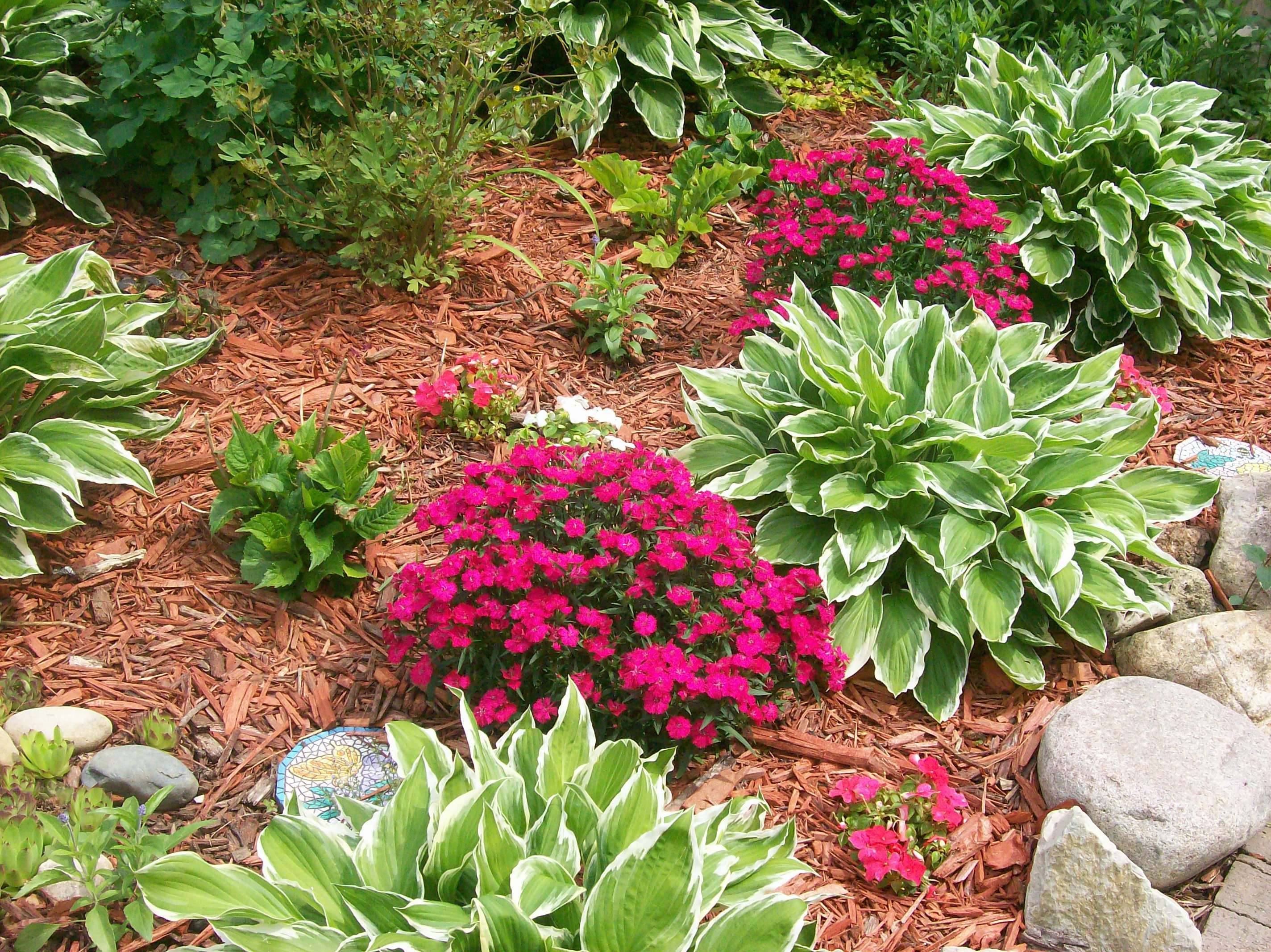 Hostas Easy Landscaping