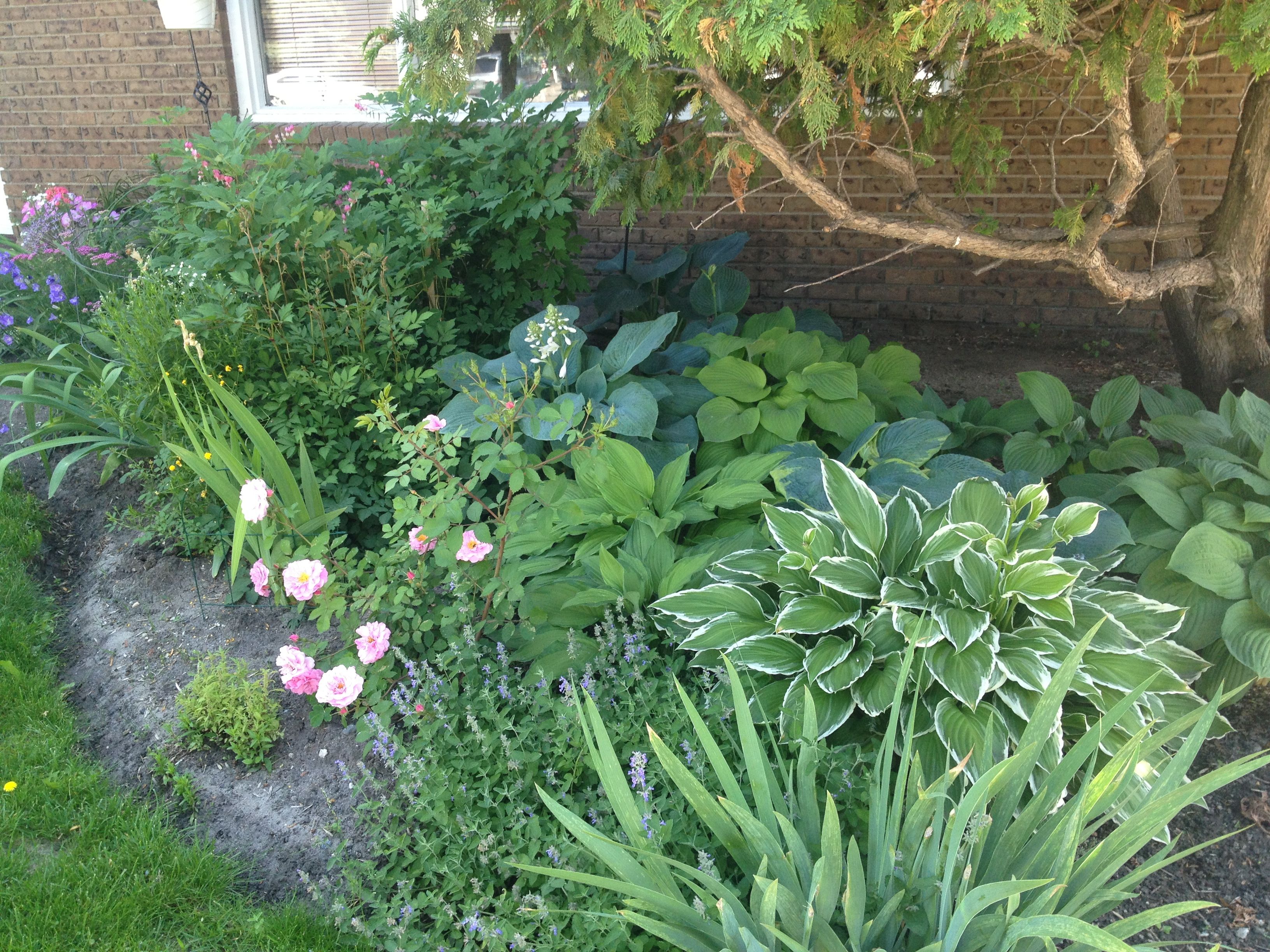 Front Yard Landscaping