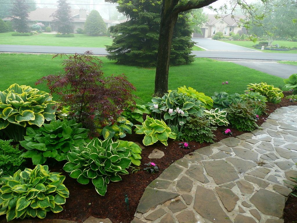 Hosta Landscaping Ideas