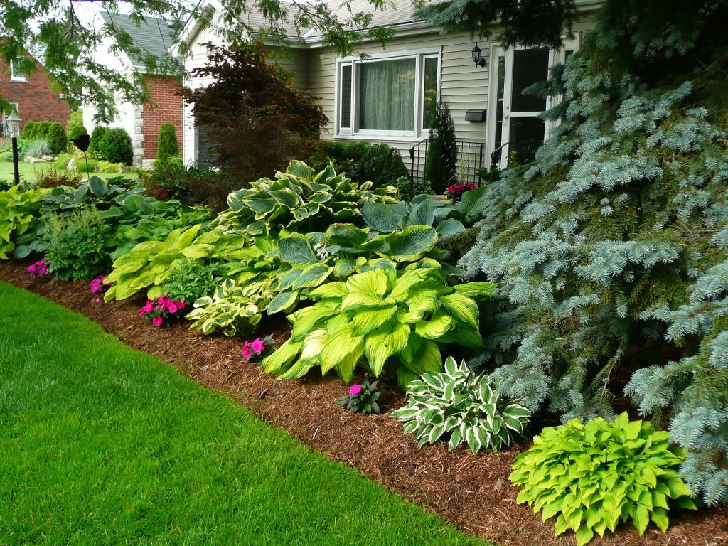 The Hosta Border Outdoorpatios Shade Garden Plants Backyard