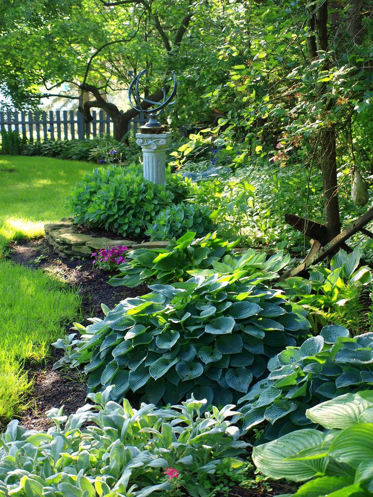 The Bestlooking Hostas