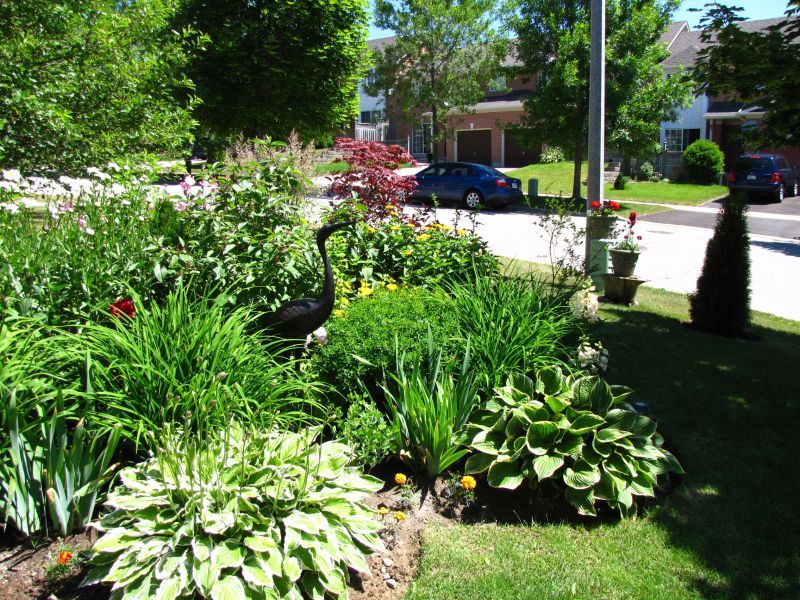 The Bestlooking Hostas