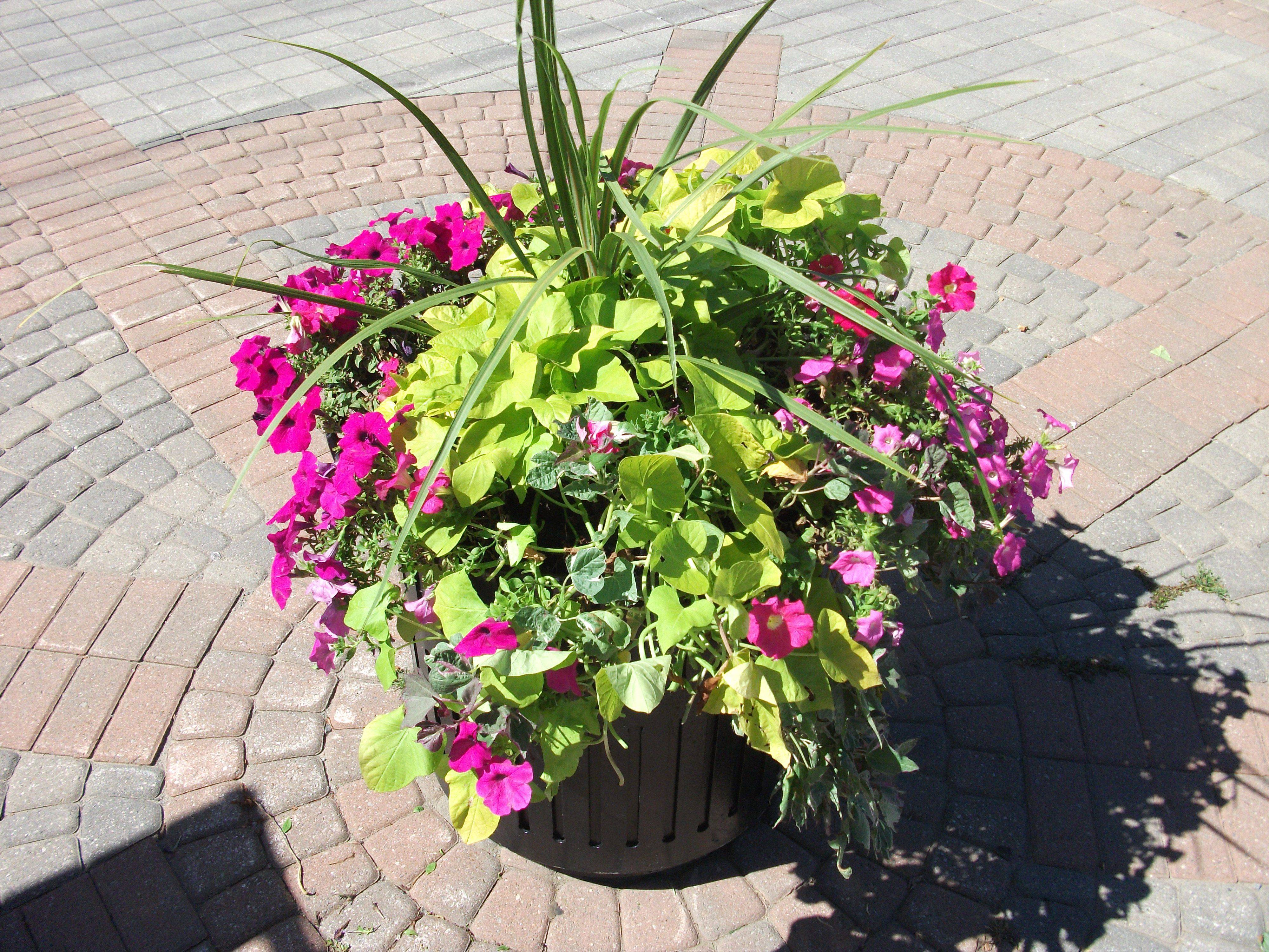 Beautiful Flower Beds