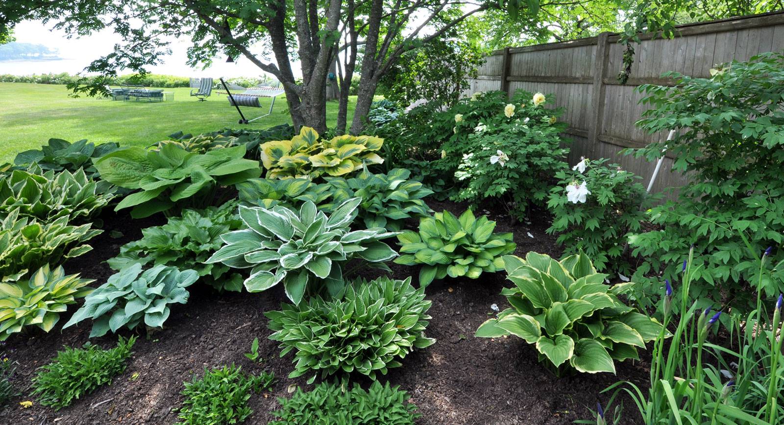 Hosta Garden