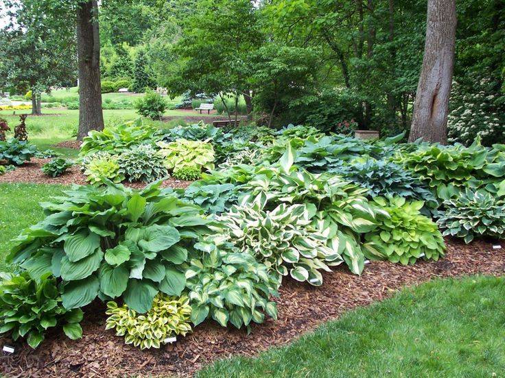 Hostas And Lambs Ears