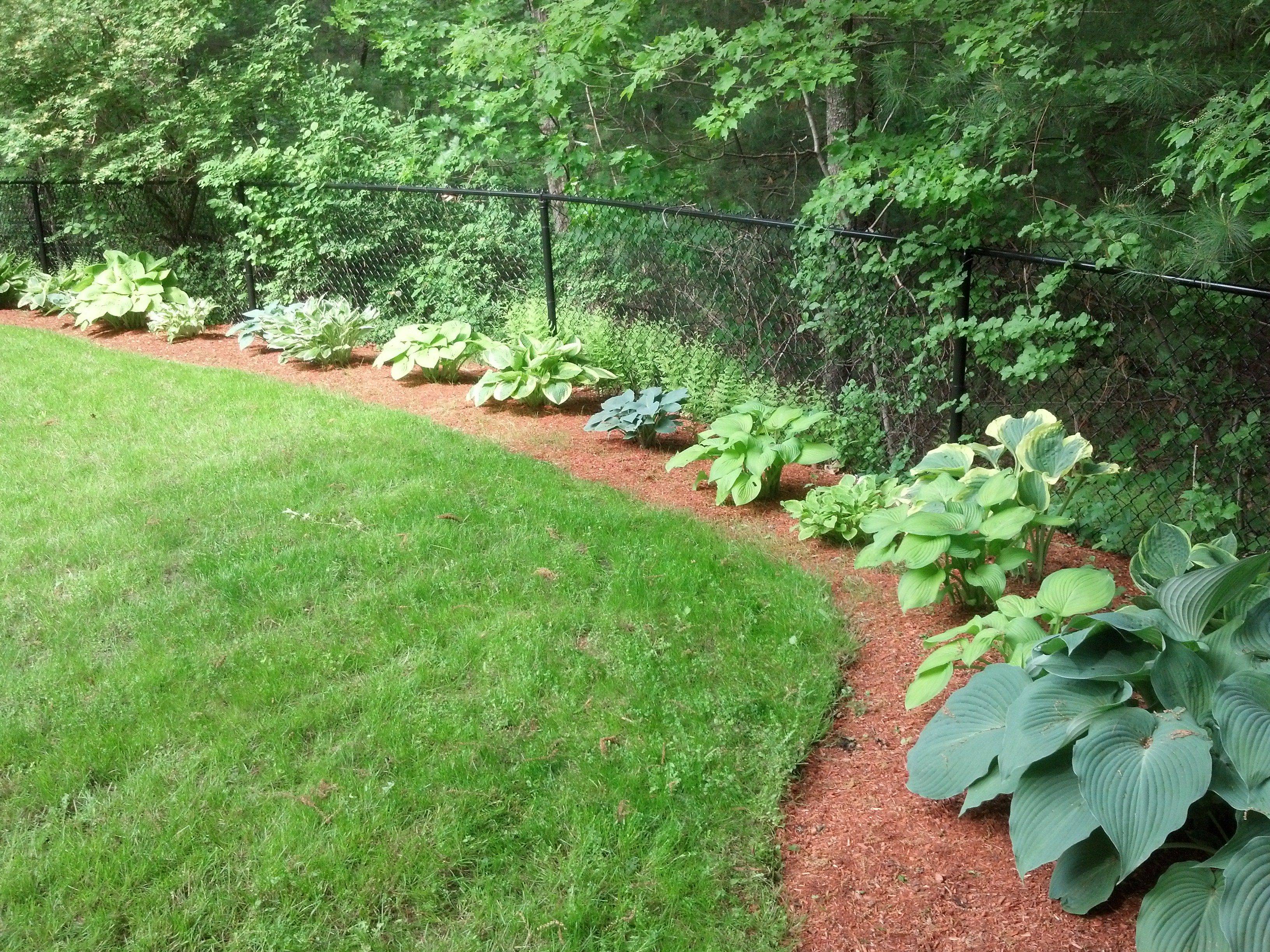 Hosta Garden Layout Ideas