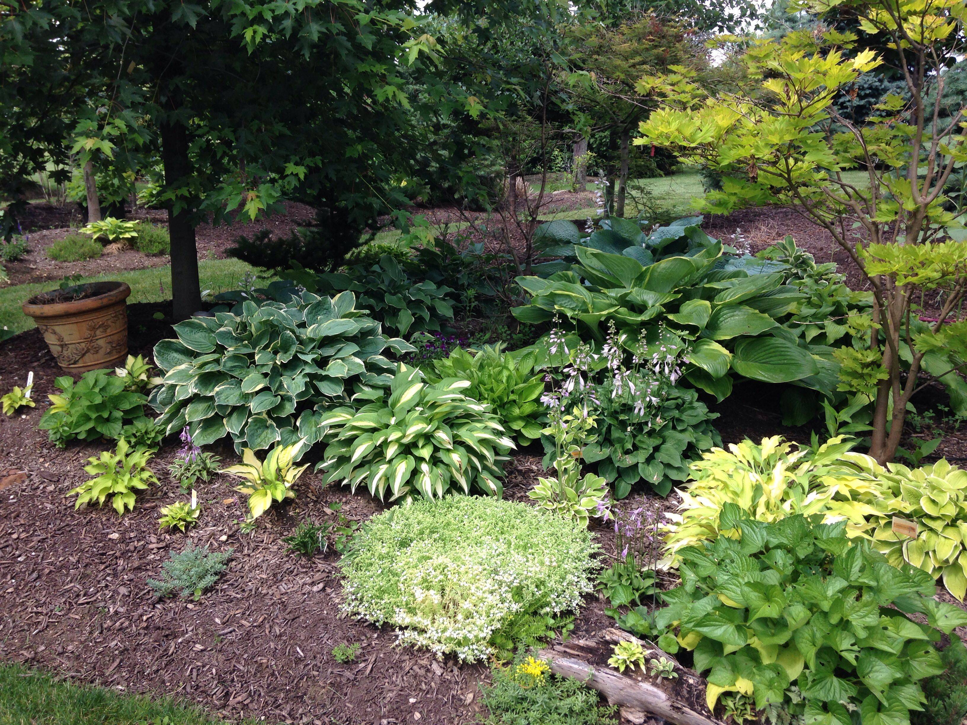 Nh Hostas Front Garden Design