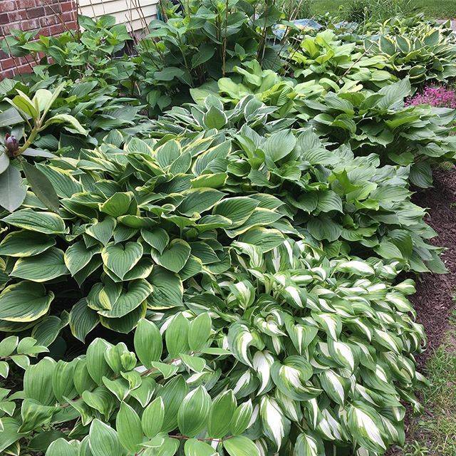 Hosta Gardens Garden Pictures
